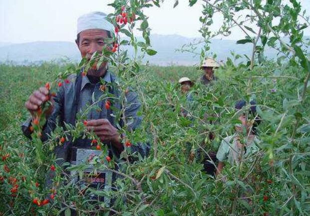 寧夏多措并舉推動(dòng)脫貧人口就業(yè)增收 今年務(wù)工規(guī)模穩(wěn)定在27萬(wàn)人以上