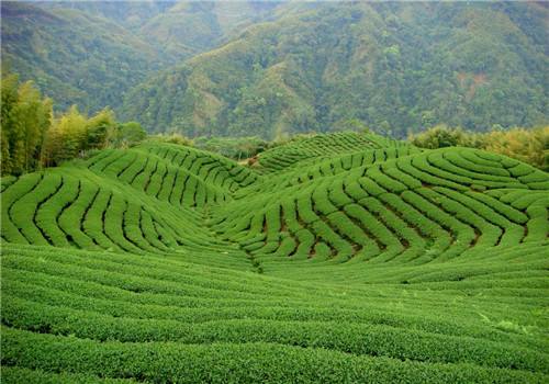 河南：厚植生態(tài)含“綠”量 提升產(chǎn)業(yè)含金量