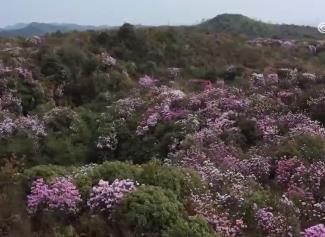 鮮花裝點春日大地展現(xiàn)蓬勃生機 “多彩”旅游業(yè)態(tài)引客來