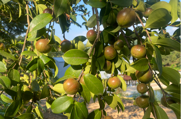 河南商城：油茶樹結(jié)出“致富果”